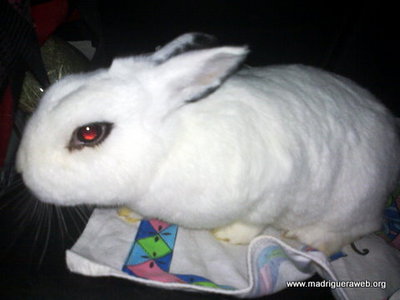 Conejo Adopción Blur